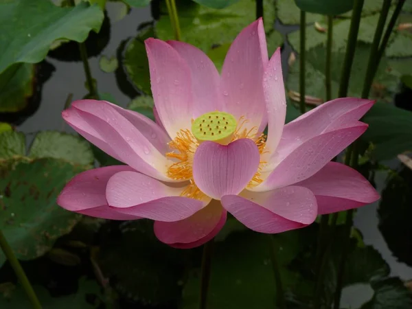 Closeup Shot Beautiful Lotus Flower Water Droplets Its Petals Green — Stock Photo, Image