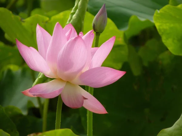 Closeup Shot Pink Lotus Flower Background Leaves — Stock Photo, Image