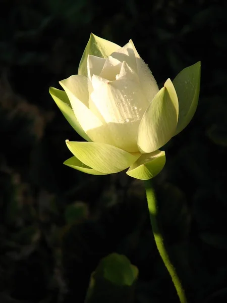 Plan Vertical Une Fleur Lotus Blanche Sur Fond Noir — Photo