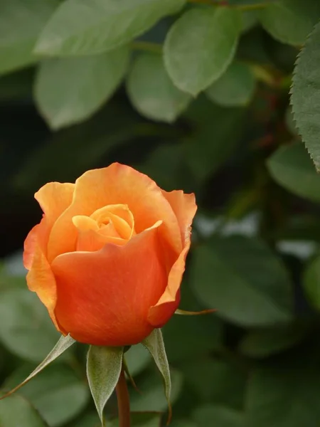 Plano Vertical Una Hermosa Rosa Jardín Con Hojas Verdes Fondo — Foto de Stock