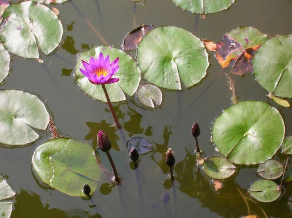 Висококутний Знімок Фіолетових Водяних Квітів Лілії Ставку Ідеально Підходить Фону — стокове фото