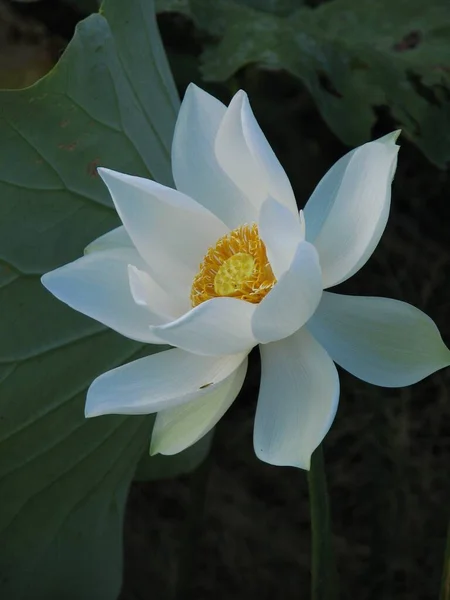 Een Close Shot Van Een Magische Witte Lotus Bloem — Stockfoto