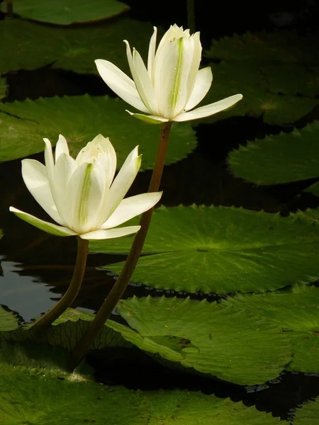 Tiro Vertical Belas Flores Lótus Uma Planície Inundação — Fotografia de Stock