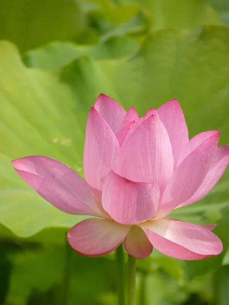 Een Verticale Opname Van Een Mooie Lotusbloem Perfect Voor Behang — Stockfoto