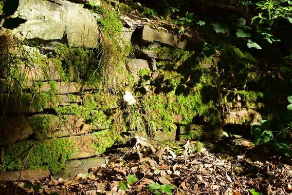 Ένας Πέτρινος Τοίχος Καλυμμένος Πράσινο Γρασίδι Αποξηραμένα Πεσμένα Φύλλα Κοντά — Φωτογραφία Αρχείου