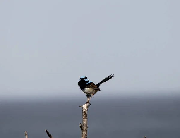 Μια Απομονωμένη Φωτογραφία Του Superb Fairywren Κάθεται Ένα Κλαδί Ένα — Φωτογραφία Αρχείου