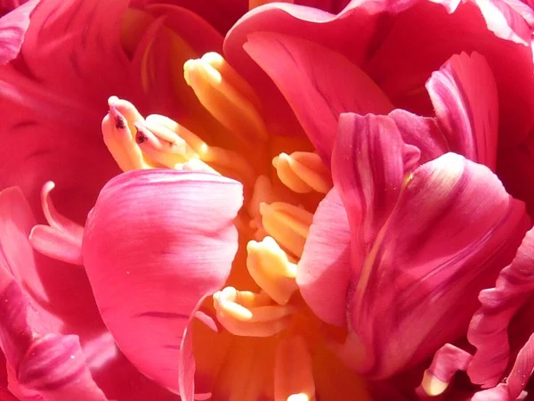 Gros Plan Fleurs Tulipes Roses Jaunes — Photo