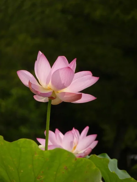 Вертикальний Знімок Красивих Квітів Лотоса — стокове фото
