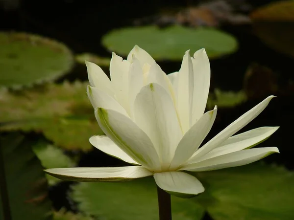 Detailní Boční Obrázek Bílé Vody Lily Pozadí Vodní Hladiny — Stock fotografie