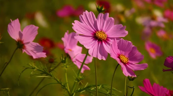 Closeup Shot Pink Cosmos Bipinnatus Flower Background Blurred Flower Field — Stock Photo, Image