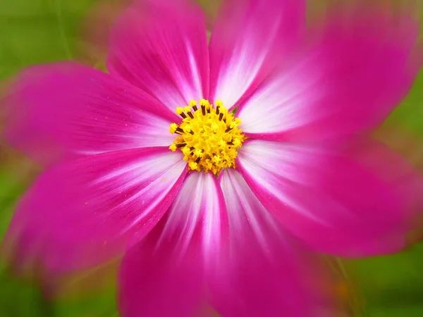 昼間に野に咲くピンク色のコスモスの花のクローズアップ — ストック写真