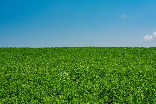 Landscape Shot Green Alfalfa Field Blue Sky — Stock Photo, Image