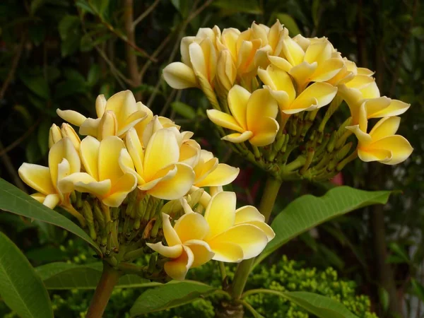 Piękne Ujęcie Żółtych Meksykańskich Kwiatów Frangipani — Zdjęcie stockowe