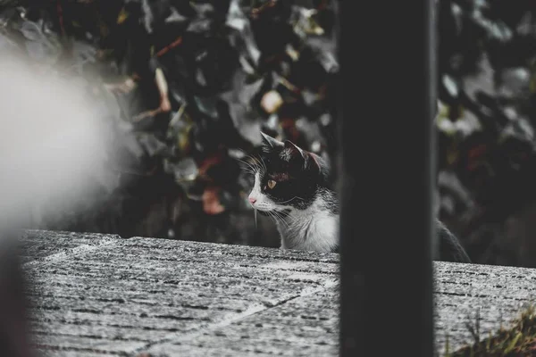 Selektivní Záběr Černobílé Divoké Kočky Která Zvědavě Hledí Dřevěný Povrch — Stock fotografie