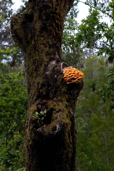 Vertical Shot Orange Fungus Growing Tree Trunk — Stock Photo, Image