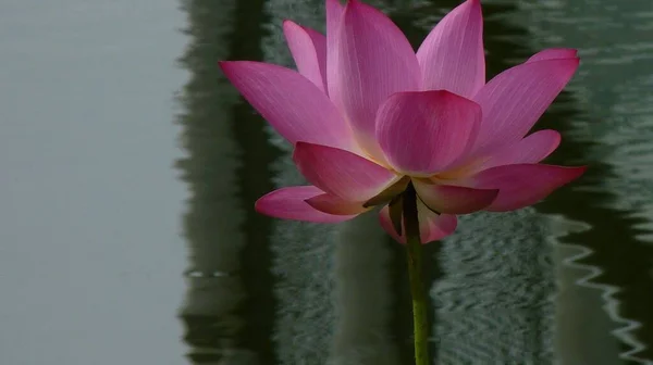池子上有一朵神圣的莲花的特写 — 图库照片