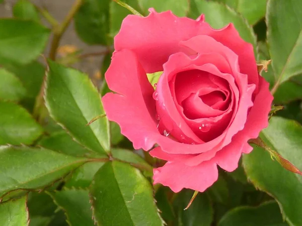 Gros Plan Une Belle Rose Jardin Avec Des Gouttelettes Eau — Photo