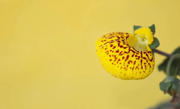 Primer Plano Una Exótica Flor Amarilla Sobre Fondo Amarillo — Foto de Stock