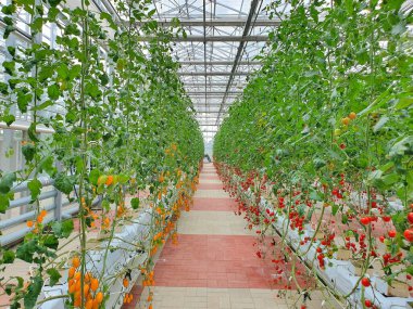 Vertical farming is sustainable agriculture for future food. clipart