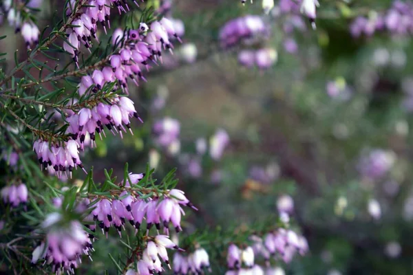 在朦胧的背景下 粉色冬季草丛中花朵的柔和焦点 — 图库照片