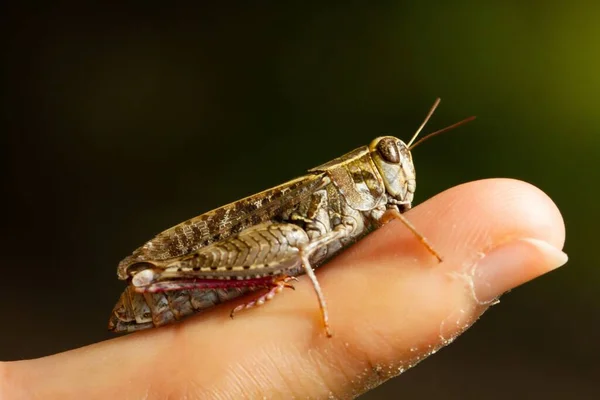 손가락에 메뚜기 마리를 클로즈업 — 스톡 사진