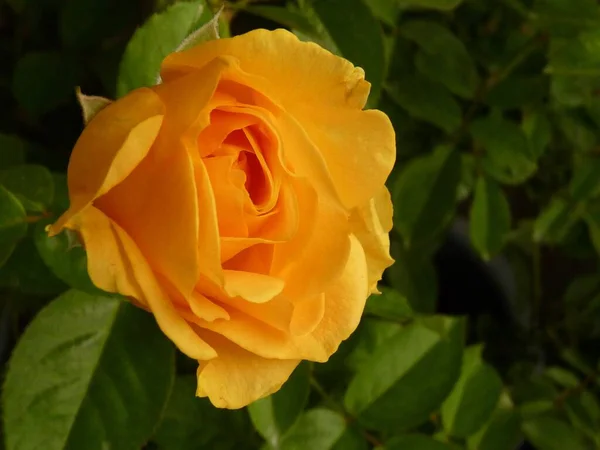 Zbliżenie Ujęcia Pięknie Kwitnącej Żółtej Róży — Zdjęcie stockowe