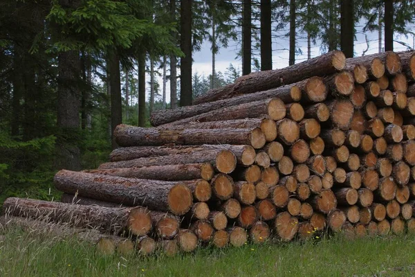 Una Pila Troncos Madera Suelo Bosque Durante Día — Foto de Stock