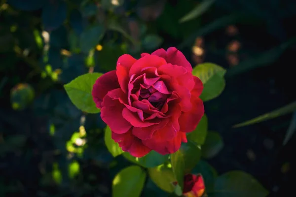 Selektywne Ujęcie Ostrości Róży Ogrodowej Idealne Tło — Zdjęcie stockowe