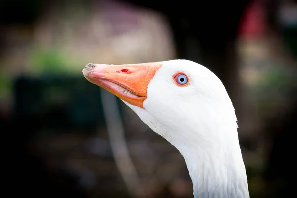 Eine Selektive Fokusaufnahme Eines Weißen Gänsekopfes Perfekt Für Den Hintergrund — Stockfoto