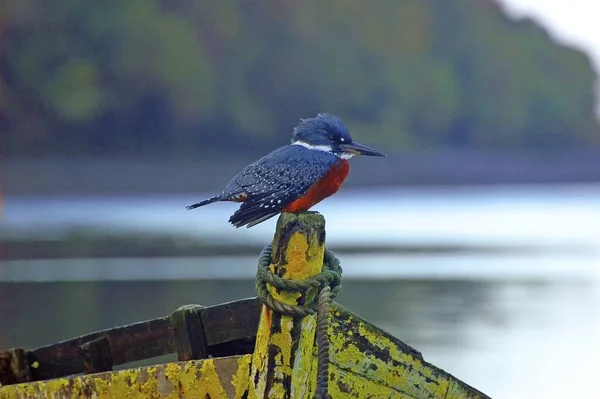 Tiro Seletivo Foco Pássaro Cingido Bonito Kingfisher Uma Cerca Madeira — Fotografia de Stock