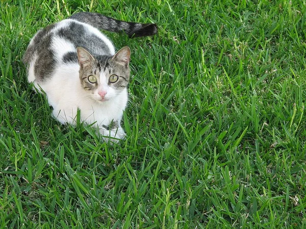 緑の芝生の上で白と灰色の猫のクローズアップショット — ストック写真