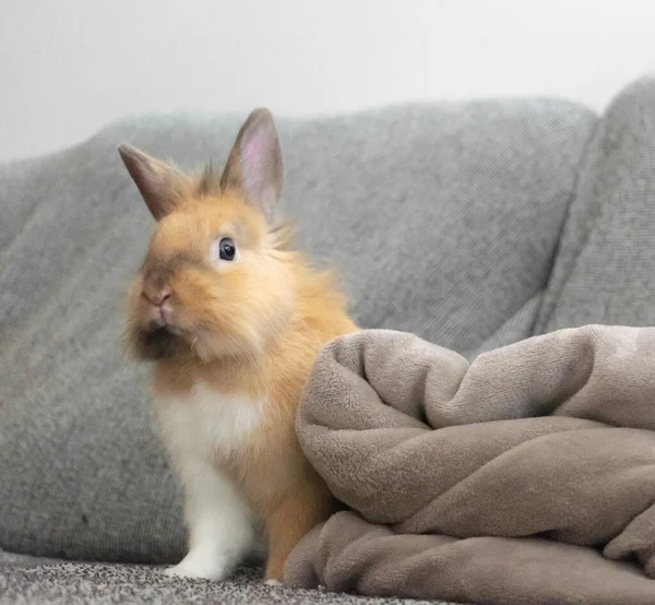 Nahaufnahme Eines Hellbraunen Kaninchens Auf Dem Heimischen Sofa — Stockfoto