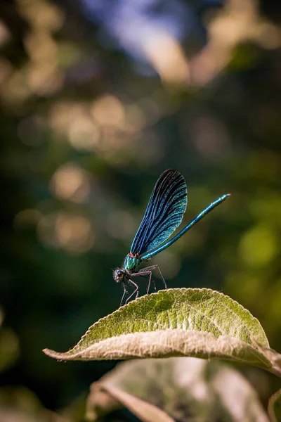 蓝鳍昆虫坐在叶子上的一种蓝鳍昆虫的垂直镜头 — 图库照片