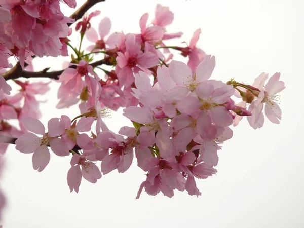 Beautiful Pink Cherry Blossom Flowers — Stock Photo, Image