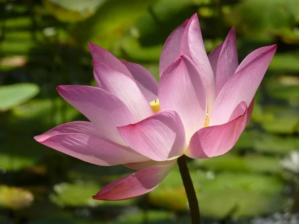 Μια Κοντινή Φωτογραφία Όμορφα Ροζ Λουλούδια Λωτού Μια Λίμνη Μια — Φωτογραφία Αρχείου