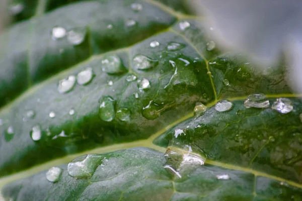 Zbliżenie Ujęcia Świeżych Zielonych Liści Kroplami Wody — Zdjęcie stockowe