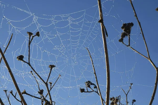 Ein Spinnennetz Auf Den Ästen Eines Baumes Unter Blauem Himmel — Stockfoto