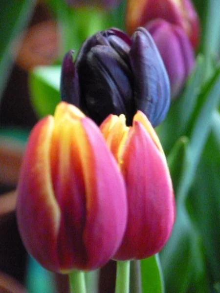 Een Close Shot Van Prachtige Tulpen Een Tuin Overdag — Stockfoto