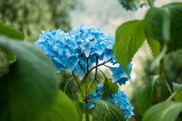 Närbild Bild Klarblå Vilda Blommor Perfekt För Bakgrund — Stockfoto