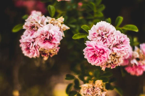 Bulanık Estetik Arka Planda Güzel Canlı Bir Çiçeğin Sığ Odak — Stok fotoğraf