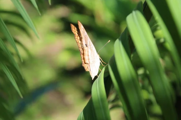 Селективный Снимок Красивой Маленькой Бабочки Сидящей Зеленом Листе — стоковое фото