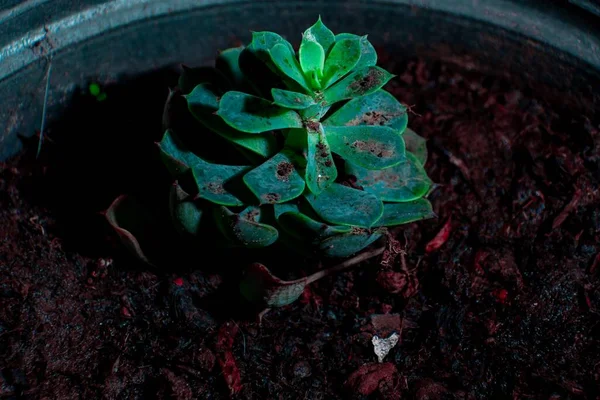 Gros Plan Plante Verte Echeveria Dans Pot — Photo