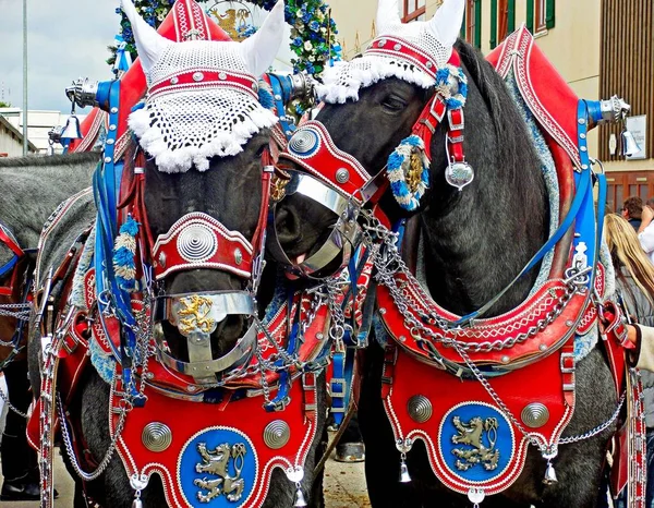 Tiro Close Cavalos Castanhos Com Capas Tradicionais Cores Brilhantes — Fotografia de Stock