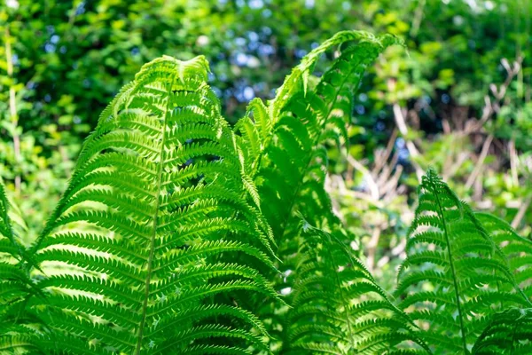 Gros Plan Feuilles Fougère Verte Dans Une Forêt Sous Lumière — Photo