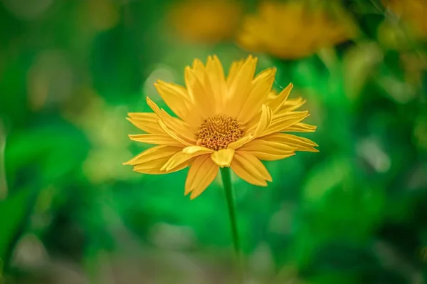 Een Close Shot Van Gele Chrysanten — Stockfoto