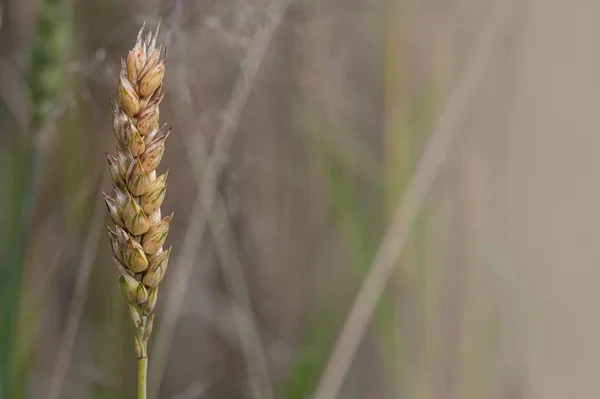 Primo Piano Campo Triticale Durante Giorno — Foto Stock