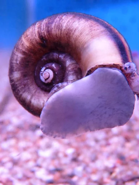 Primer Plano Del Caracol Ramshorn Pecera —  Fotos de Stock