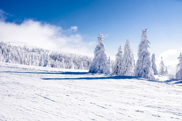 山间滑雪胜地的一条路 周围是冷杉树 — 图库照片