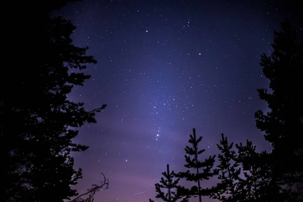 美しい星空の下で木々の低角度シルエット — ストック写真