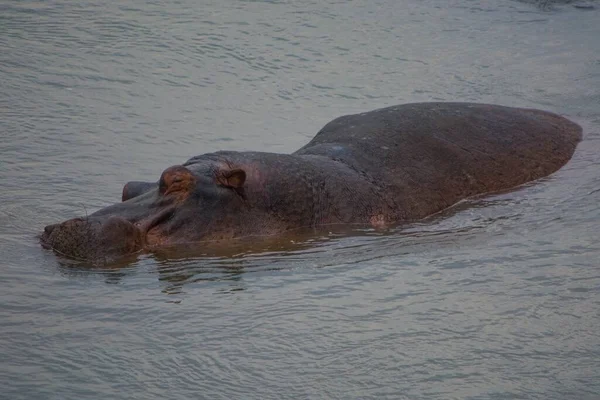 Ippopotamo Che Nuota Lago Giorno — Foto Stock